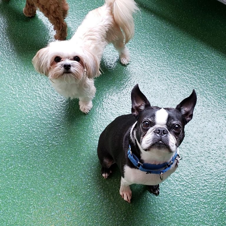 1000 S Clark Pet Services 1